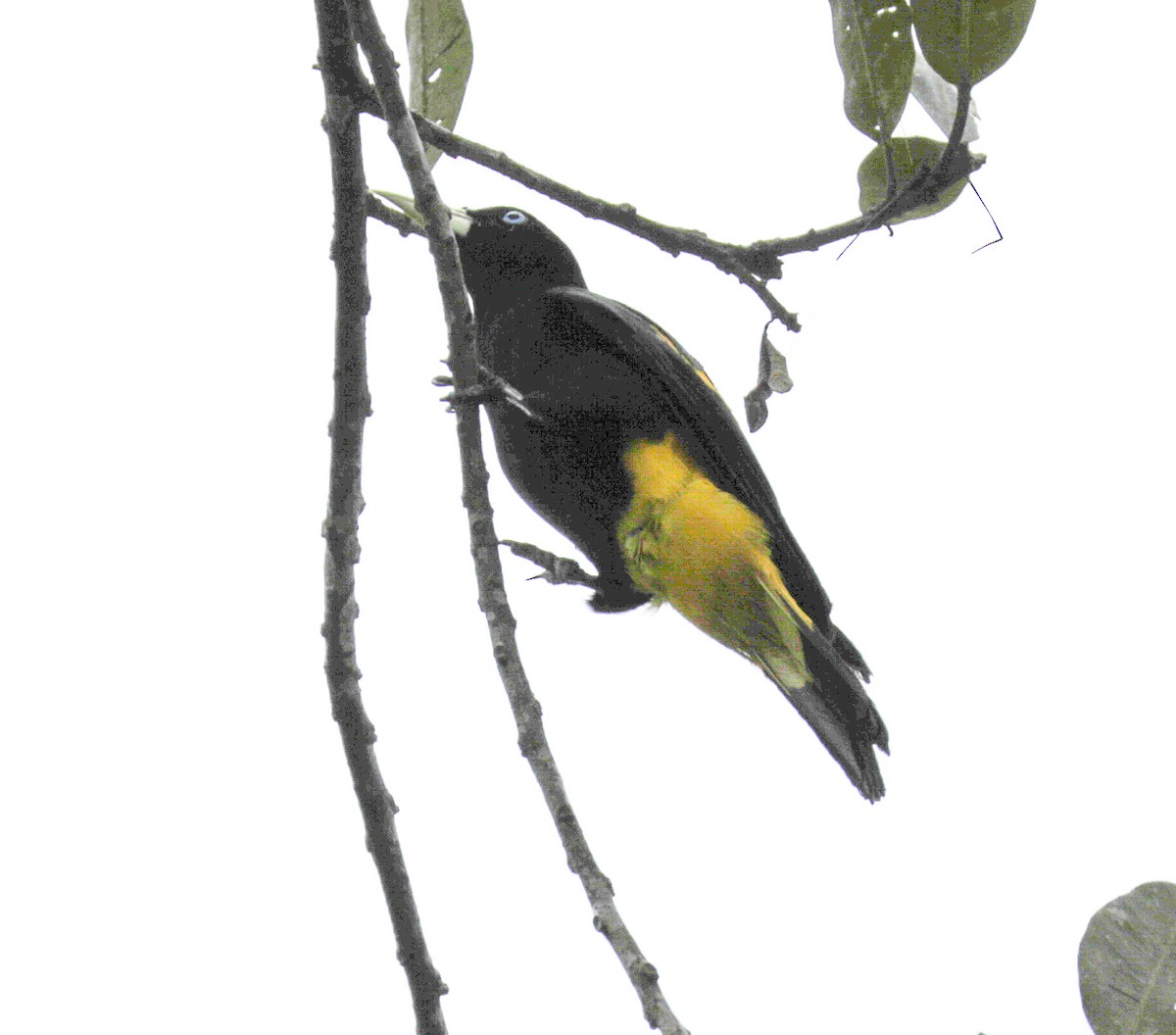 Yellow-rumped Cacique - ML149706661
