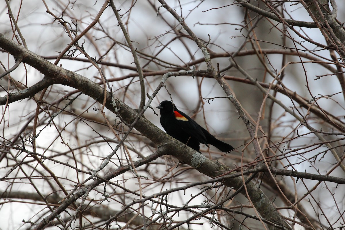 Red-winged Blackbird - Dan Littauer