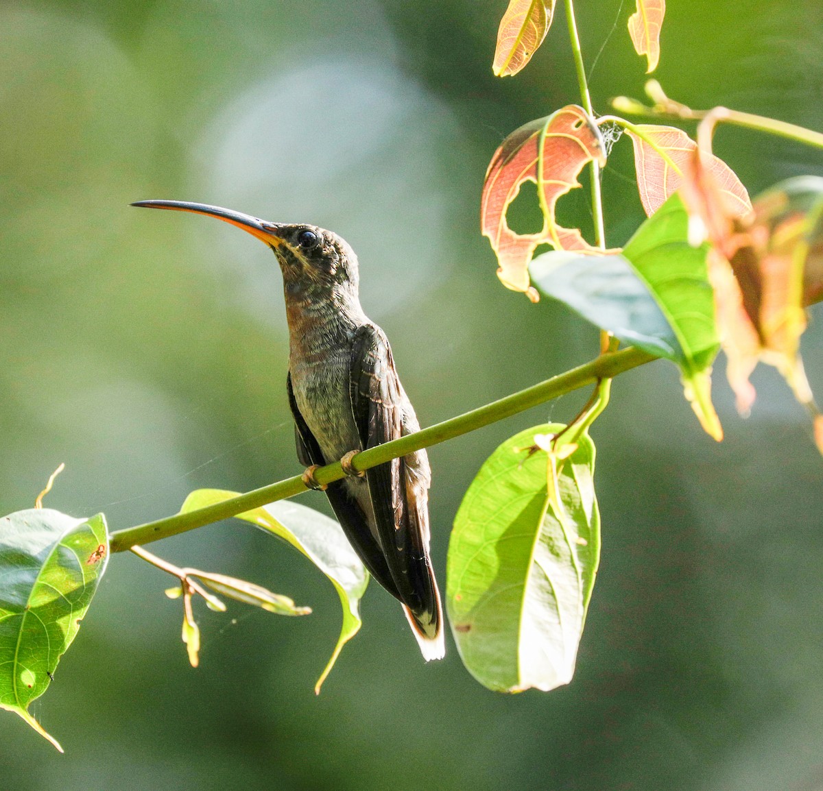 Rufous-breasted Hermit - ML149712861
