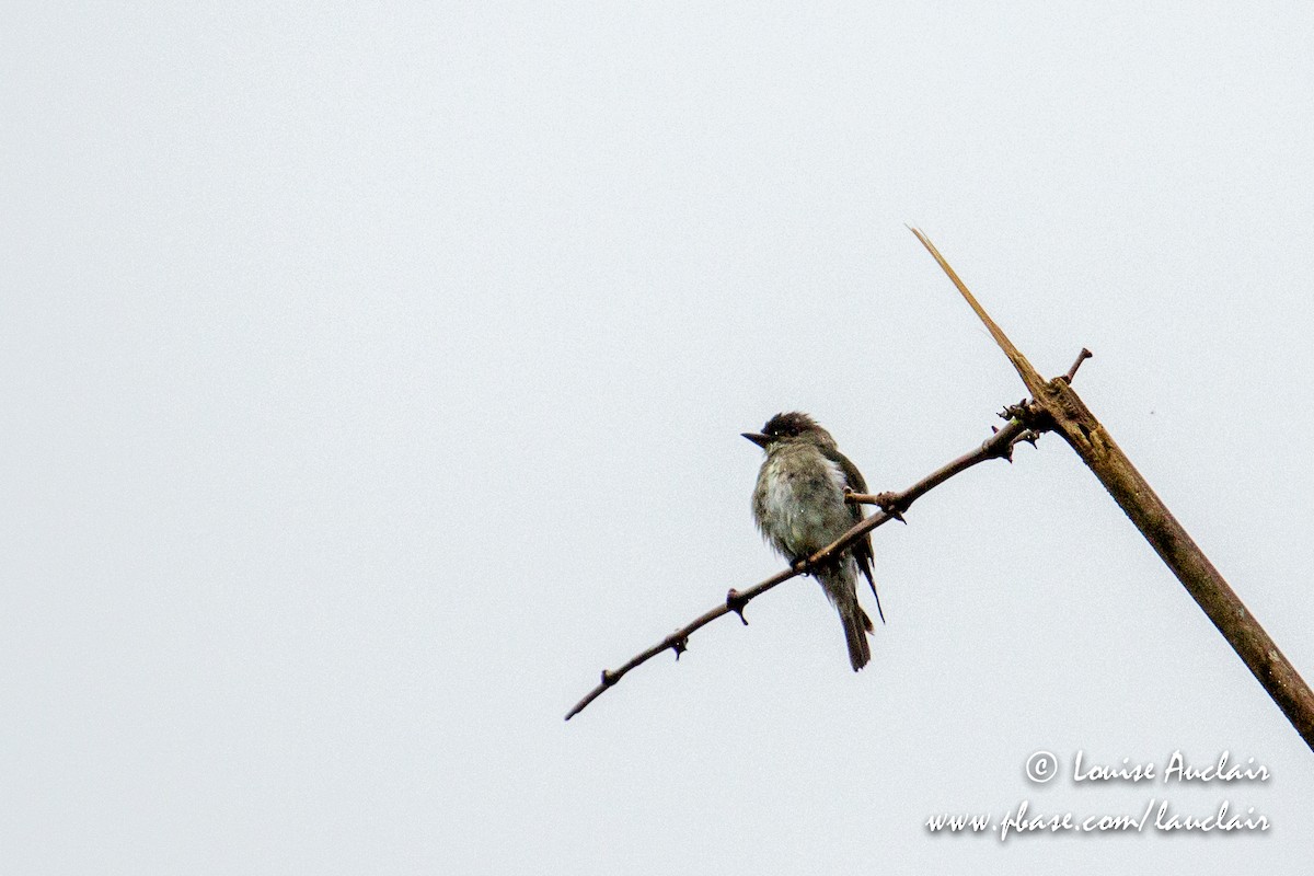 Olive-sided Flycatcher - Louise Auclair