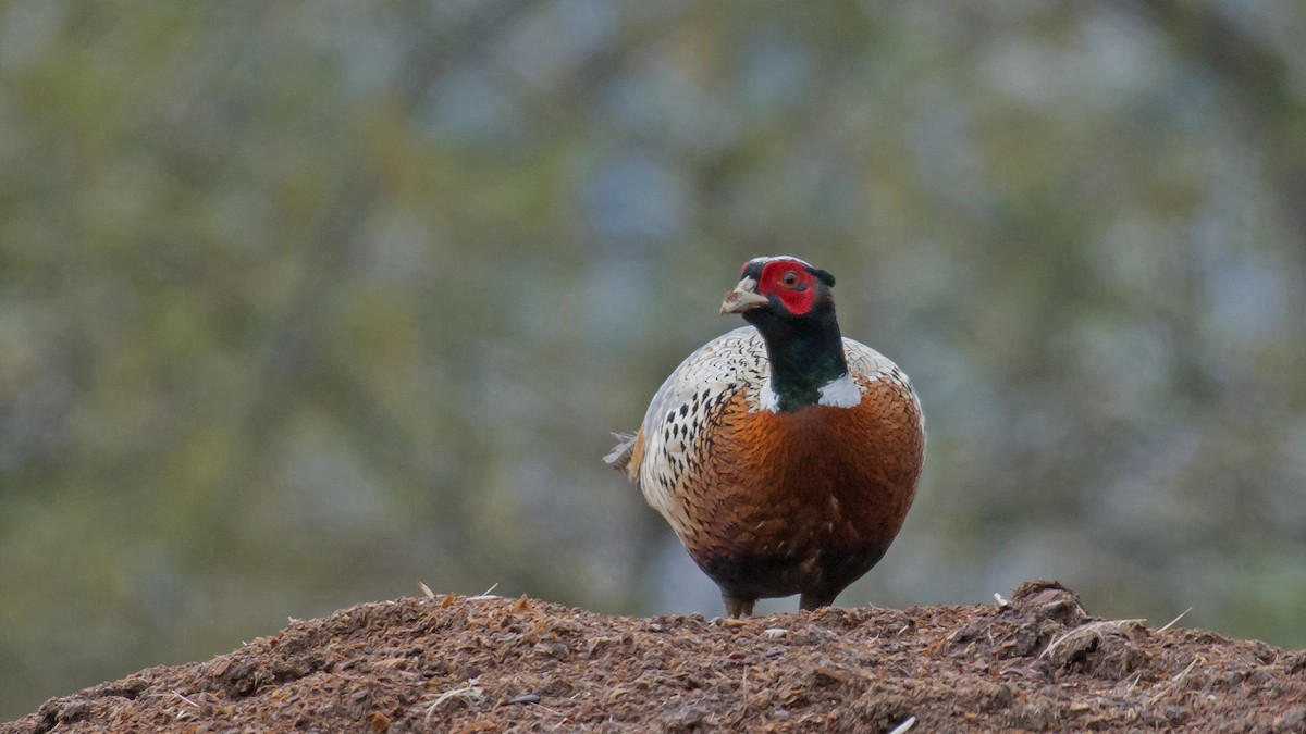 Ring-necked Pheasant - Nick Balachanoff