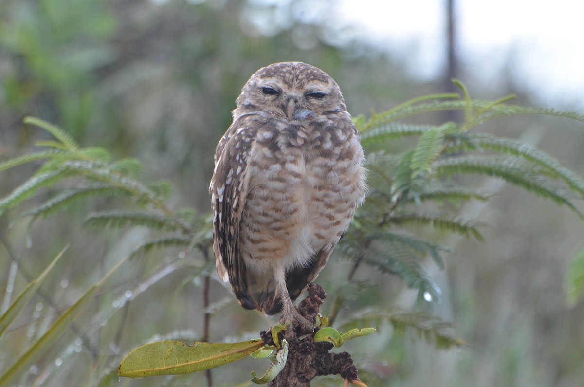 Burrowing Owl - ML149713751
