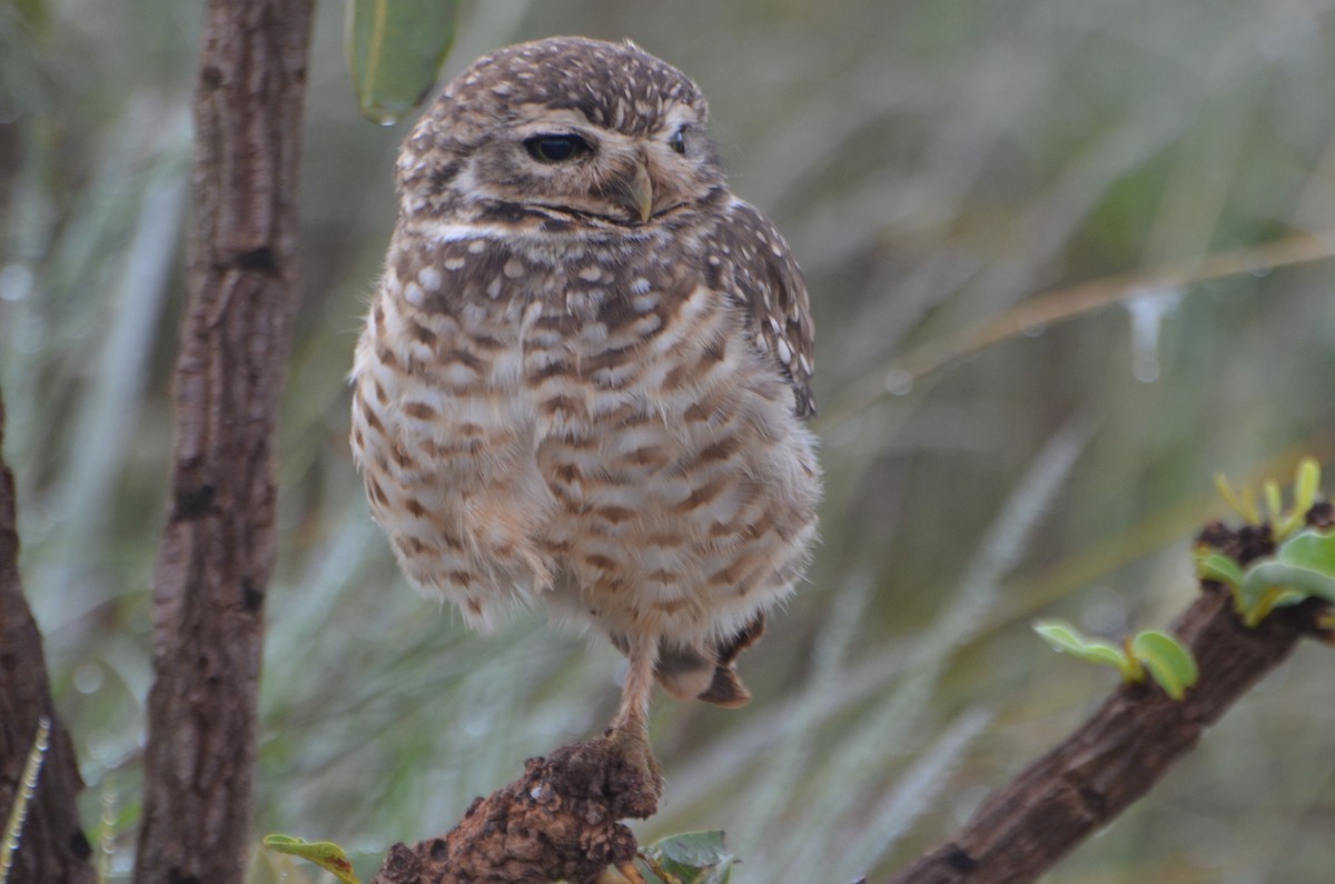 Burrowing Owl - Lia Kajiki