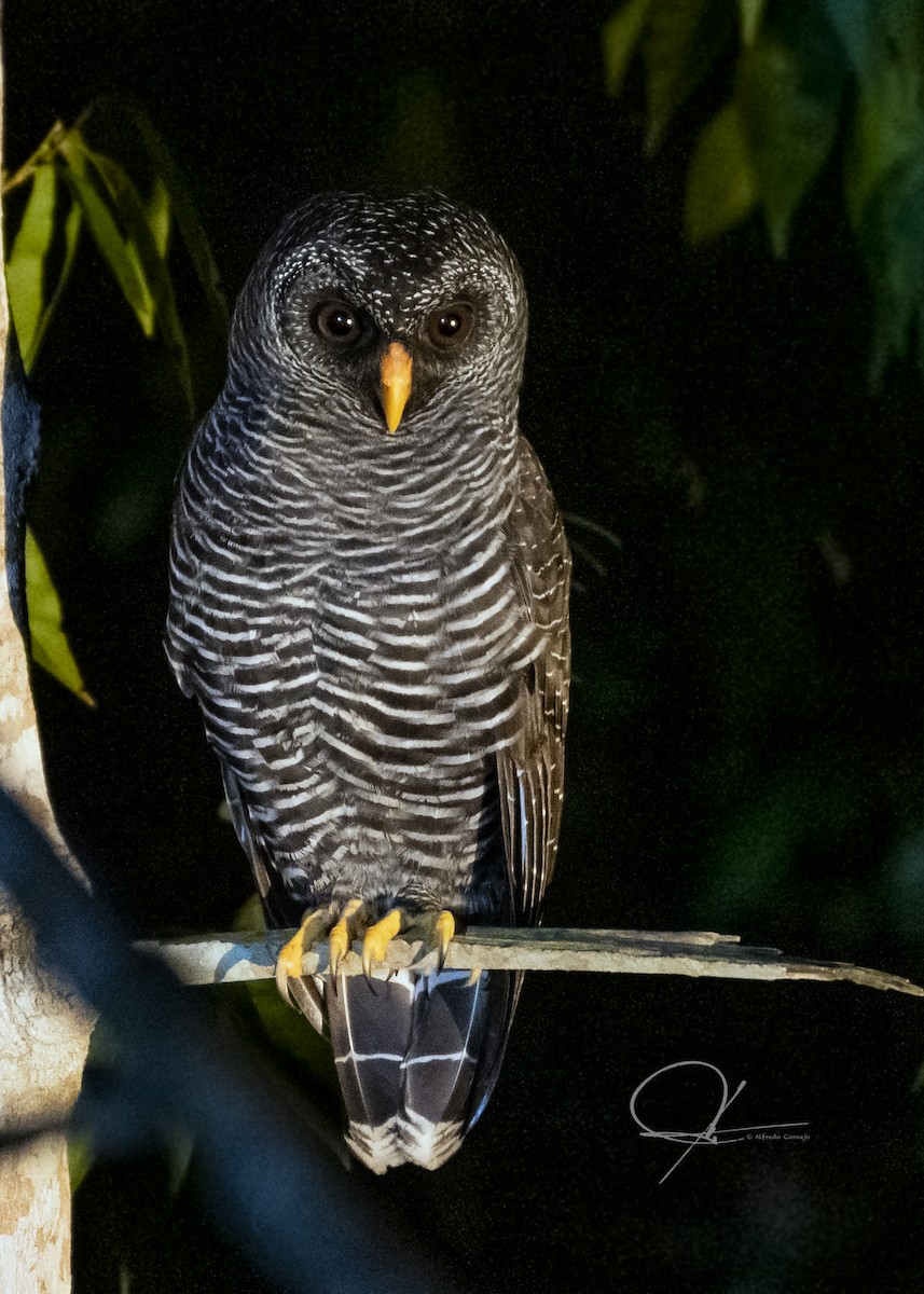 Black-banded Owl - Alfredo Cornejo