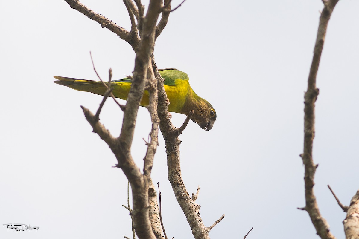 Brown-throated Parakeet - Frantz Delcroix (Duzont)