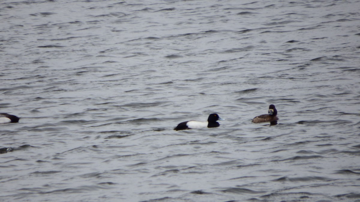 Lesser Scaup - Aaron Ludwig