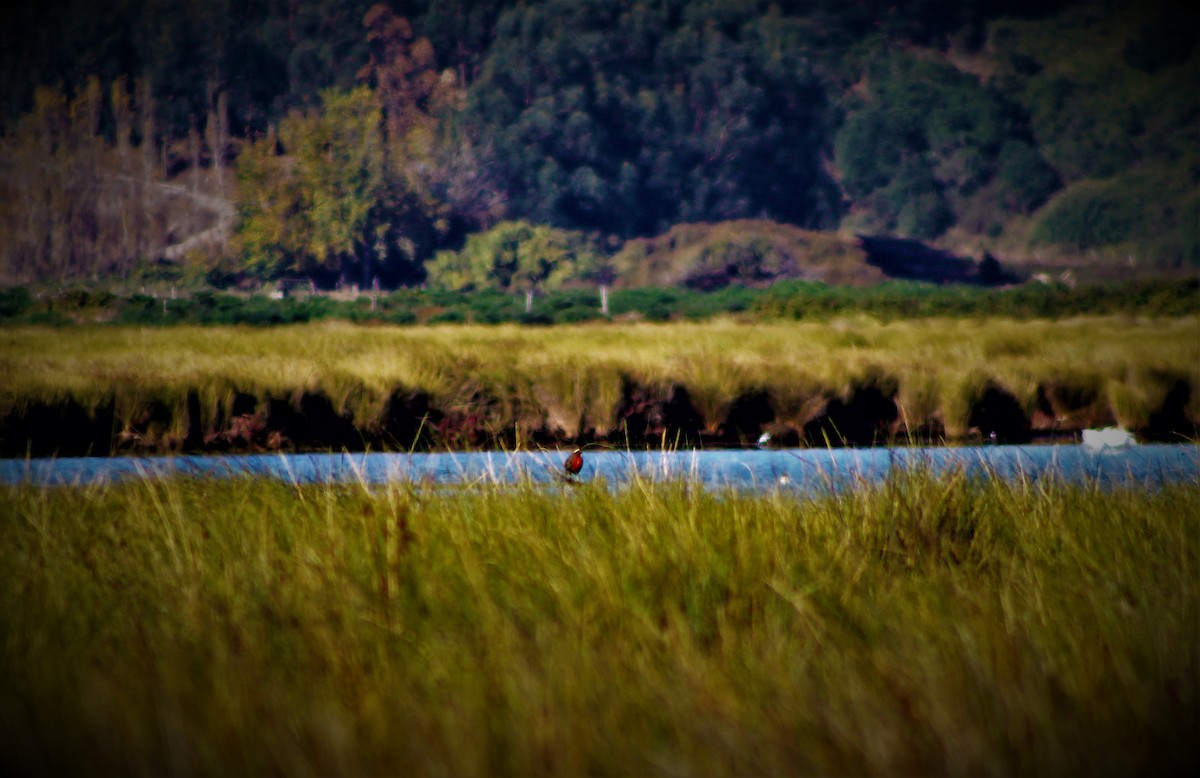 Long-tailed Meadowlark - Sebastian  Zagal