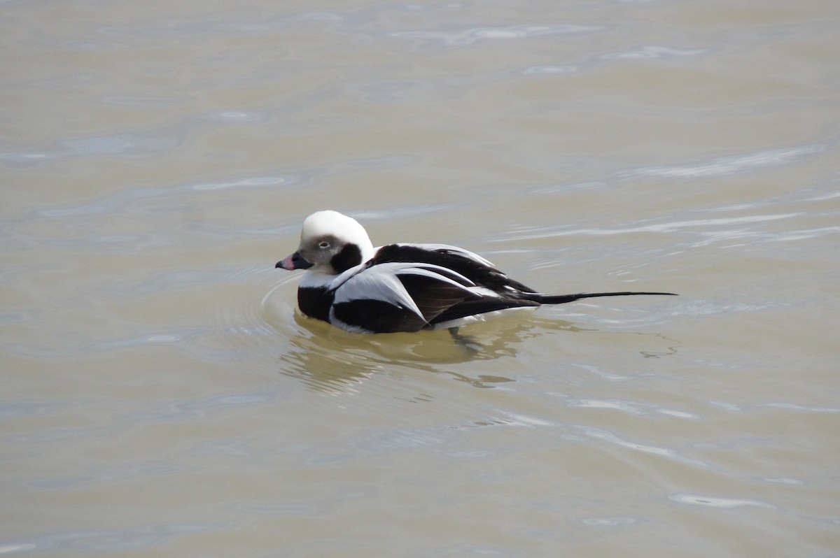 Long-tailed Duck - ML149722981