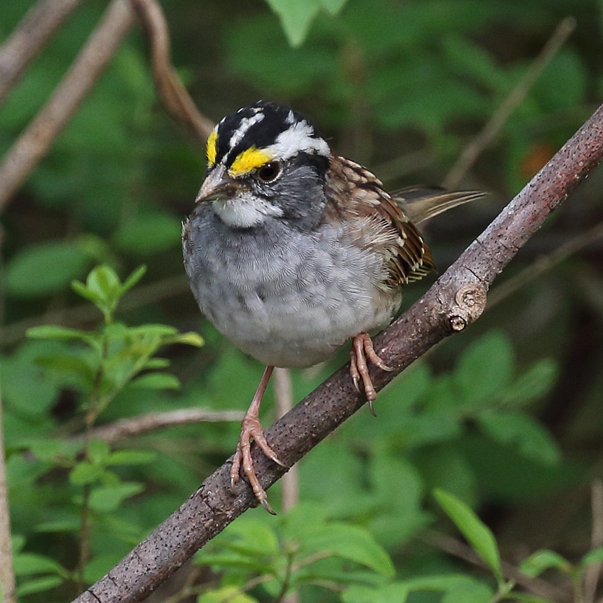 White-throated Sparrow - Dan Vickers