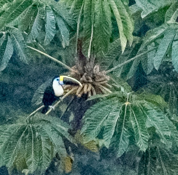 White-throated Toucan - Susan Mac