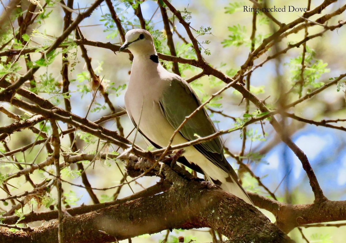 Ring-necked Dove - Sheila McCarthy