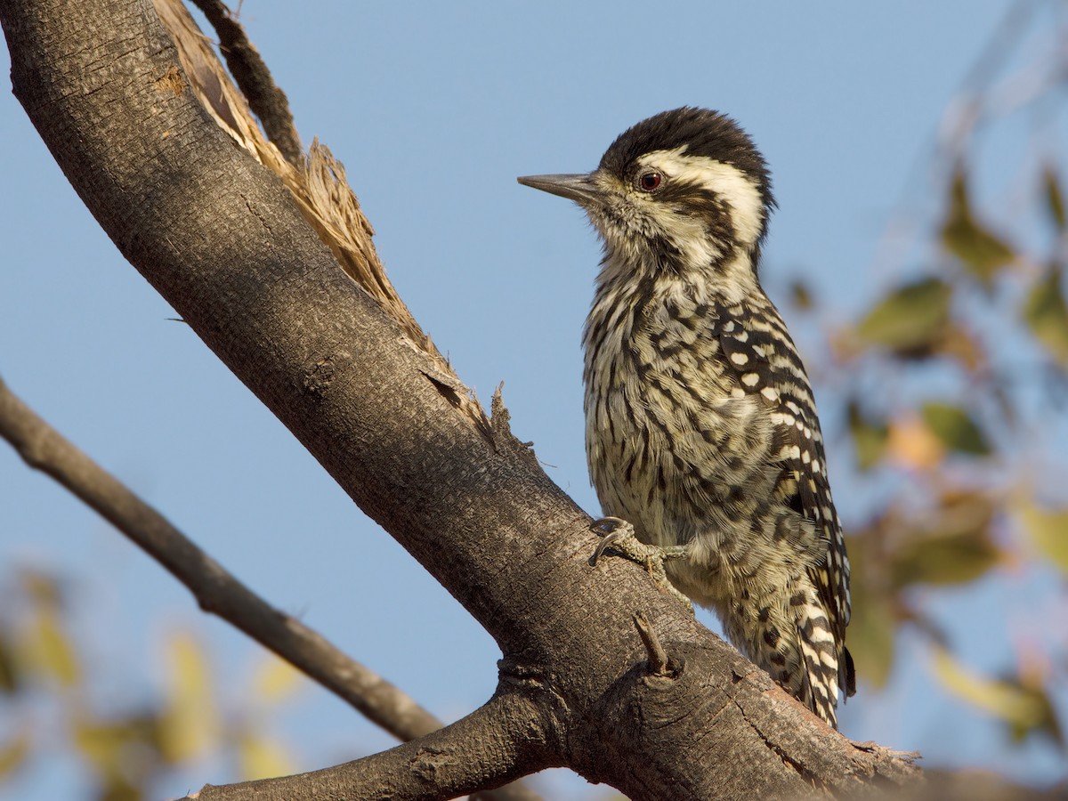 Striped Woodpecker - Javier Gross