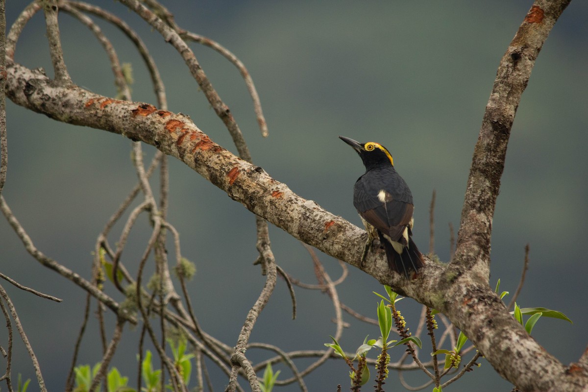 Yellow-tufted Woodpecker - Edilson Torres Rodríguez
