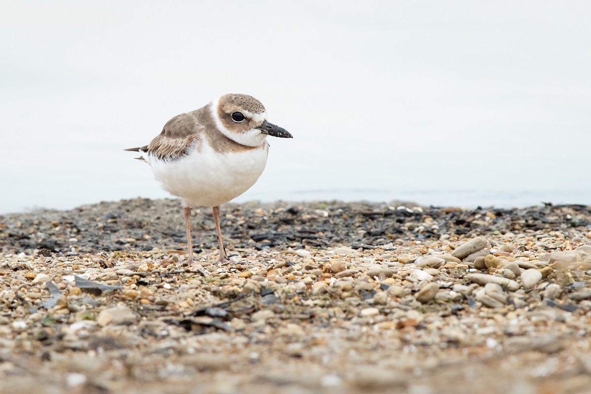 Wilson's Plover - Mike Cameron