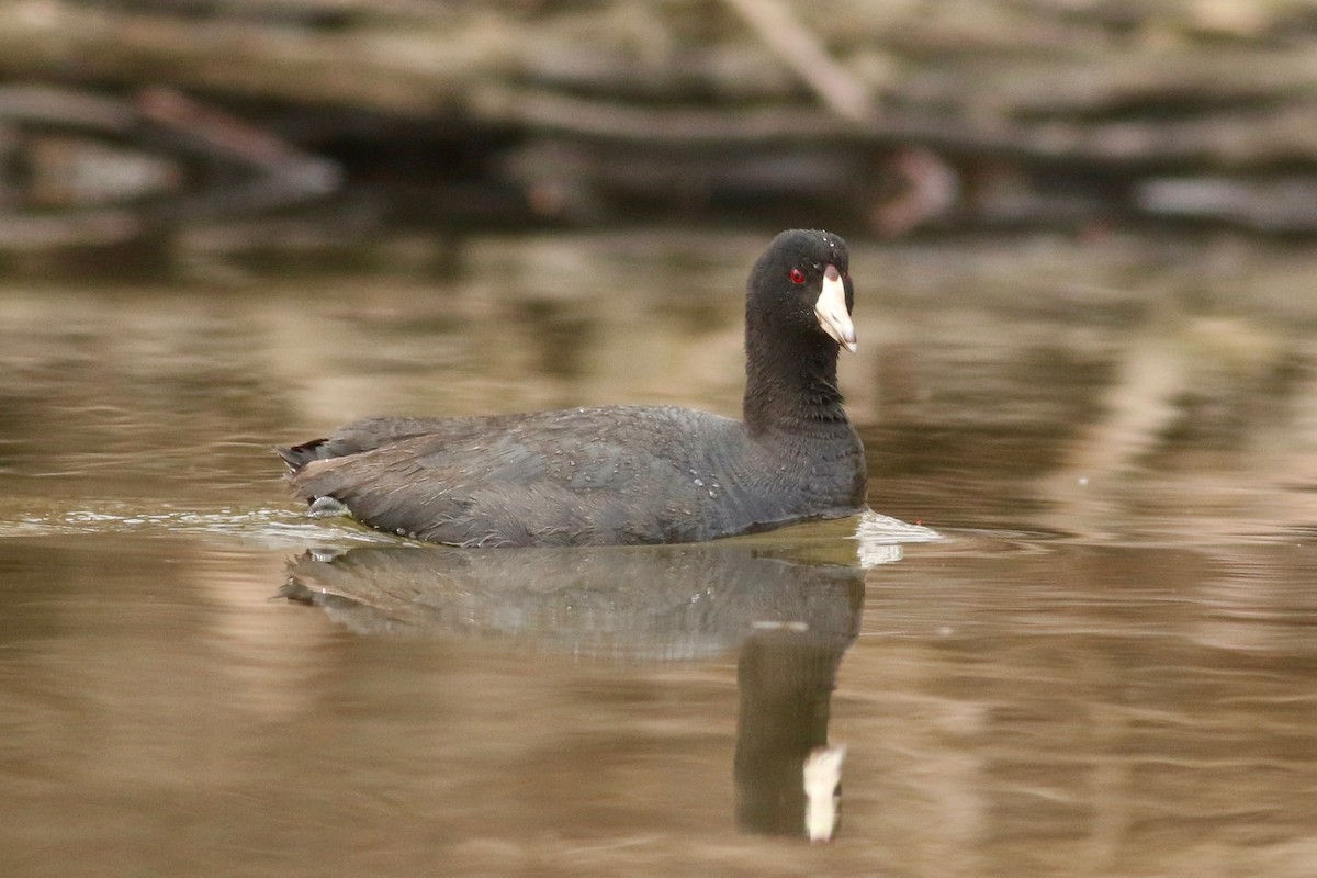 American Coot (Red-shielded) - ML149735821