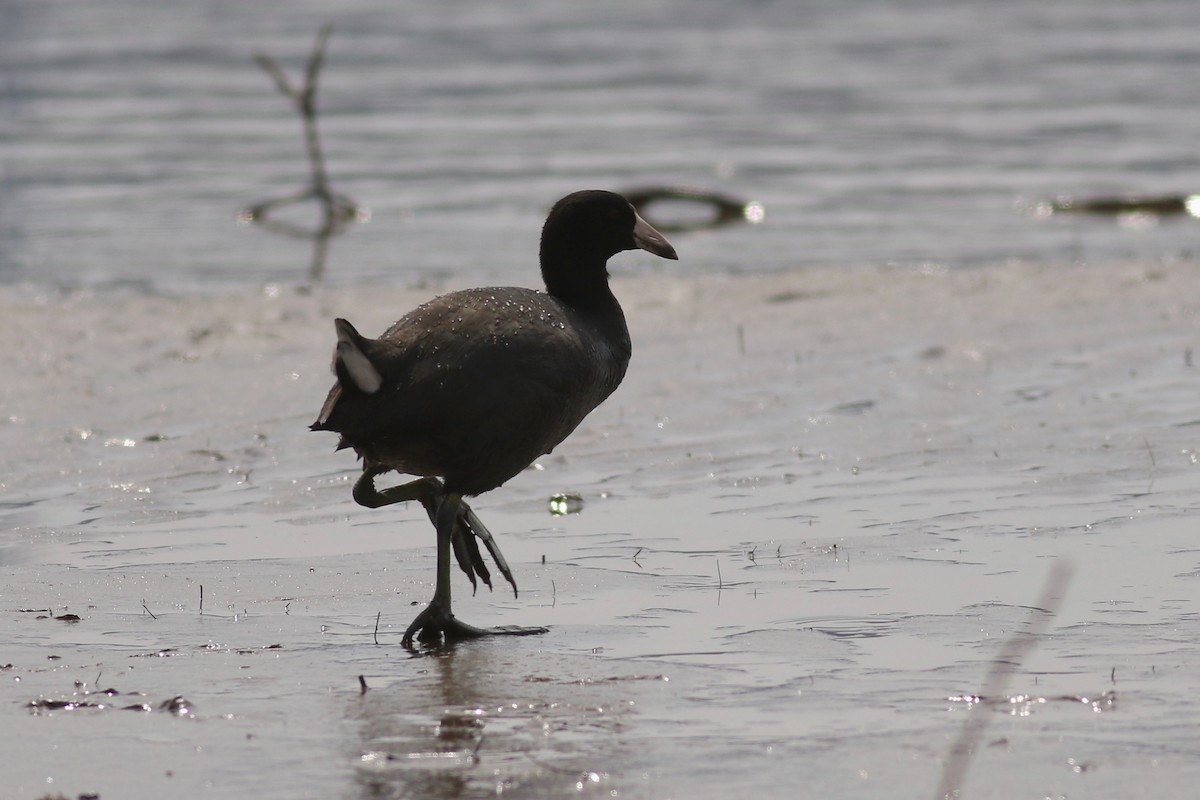 American Coot (Red-shielded) - ML149735841