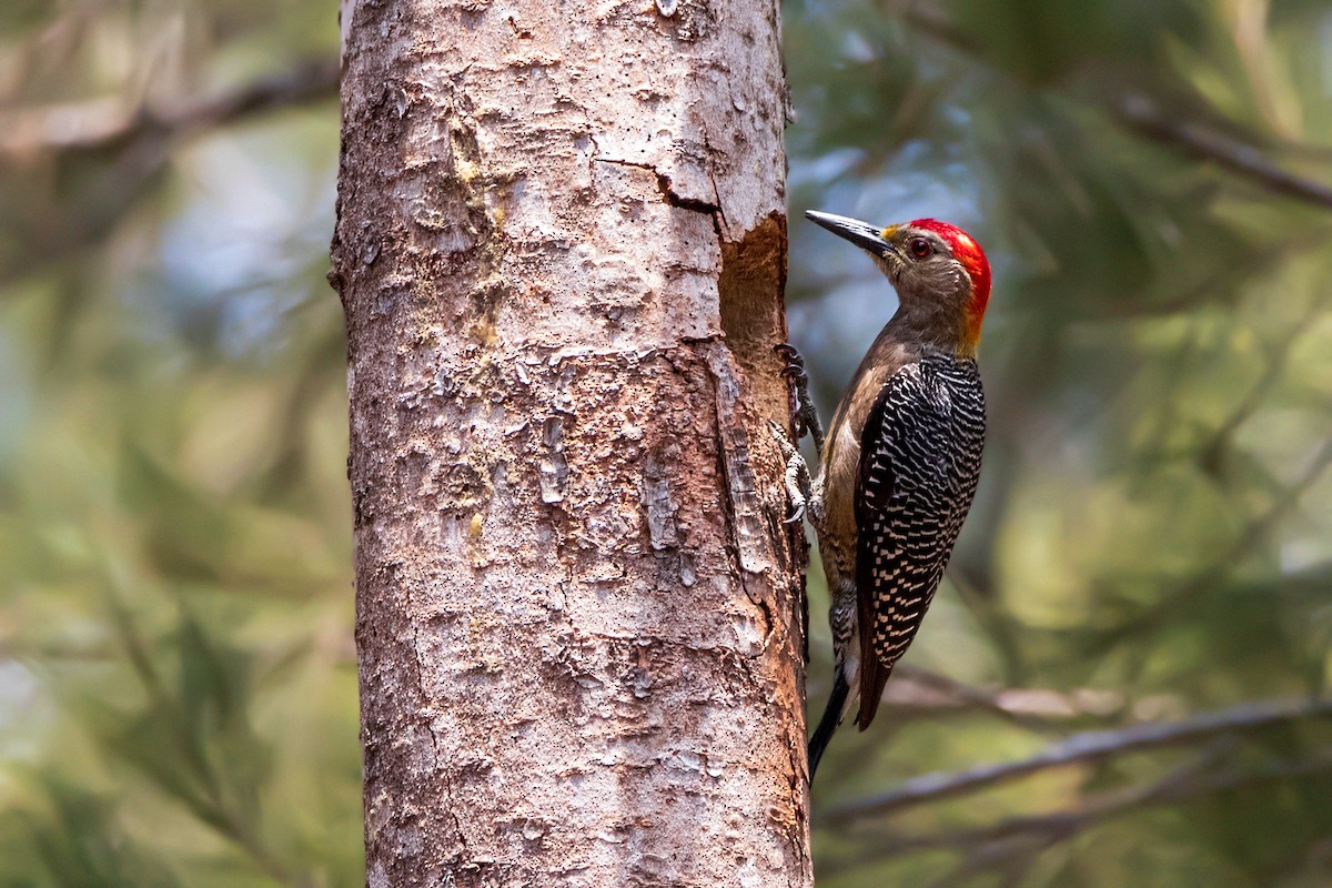 Golden-fronted Woodpecker - Carlos Berganza