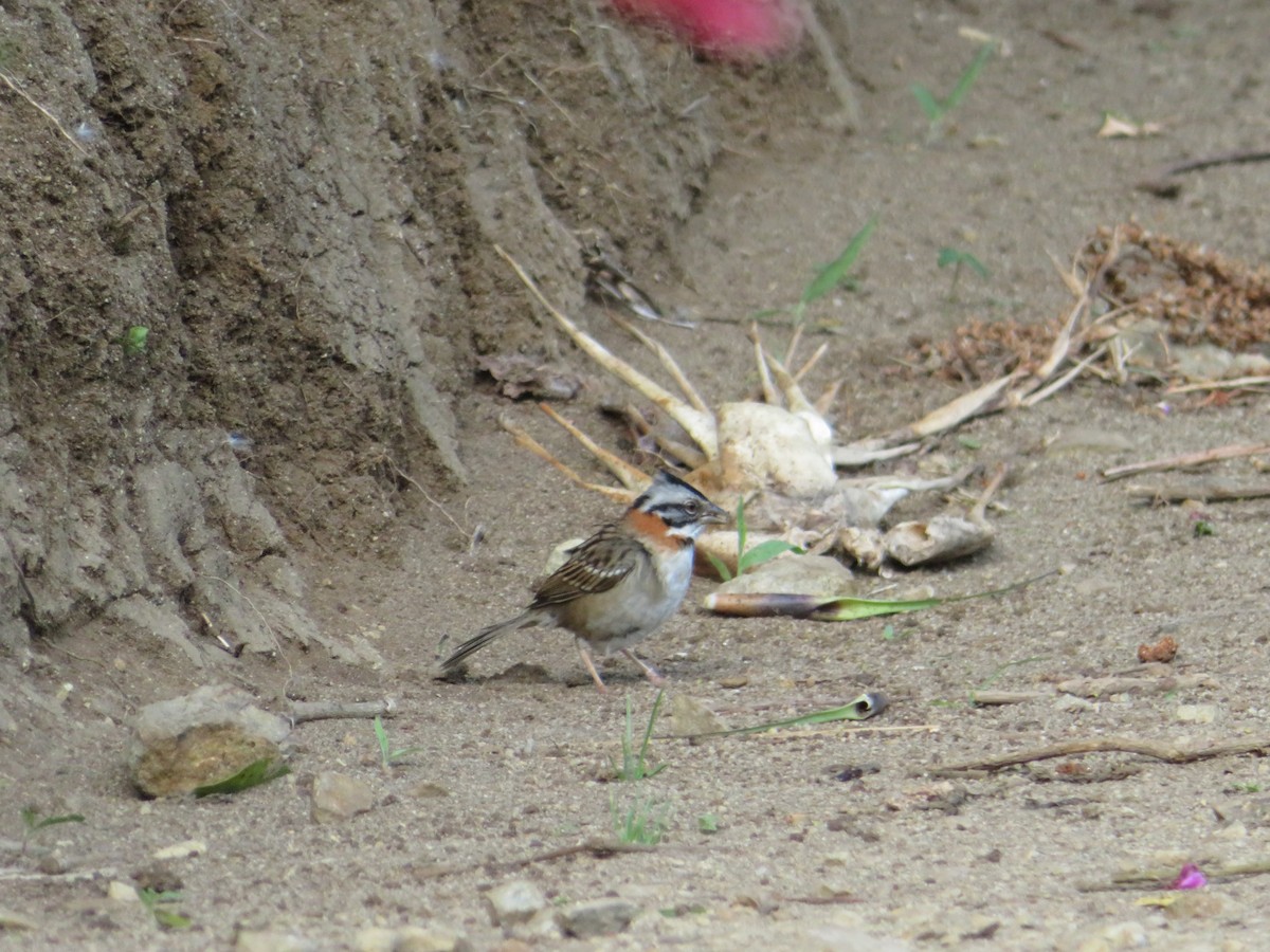 Rufous-collared Sparrow - ML149738321