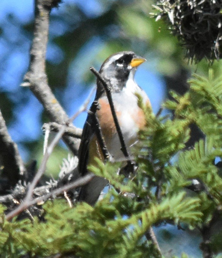 Many-colored Chaco Finch - ML149739181
