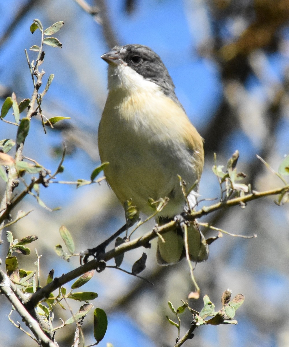 Black-capped Warbling Finch - ML149739701