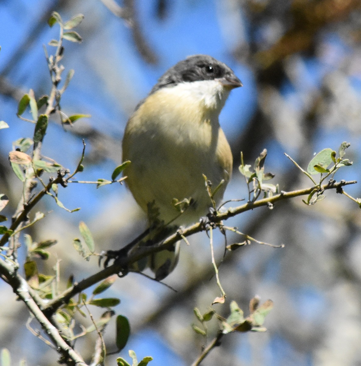 Black-capped Warbling Finch - ML149739711