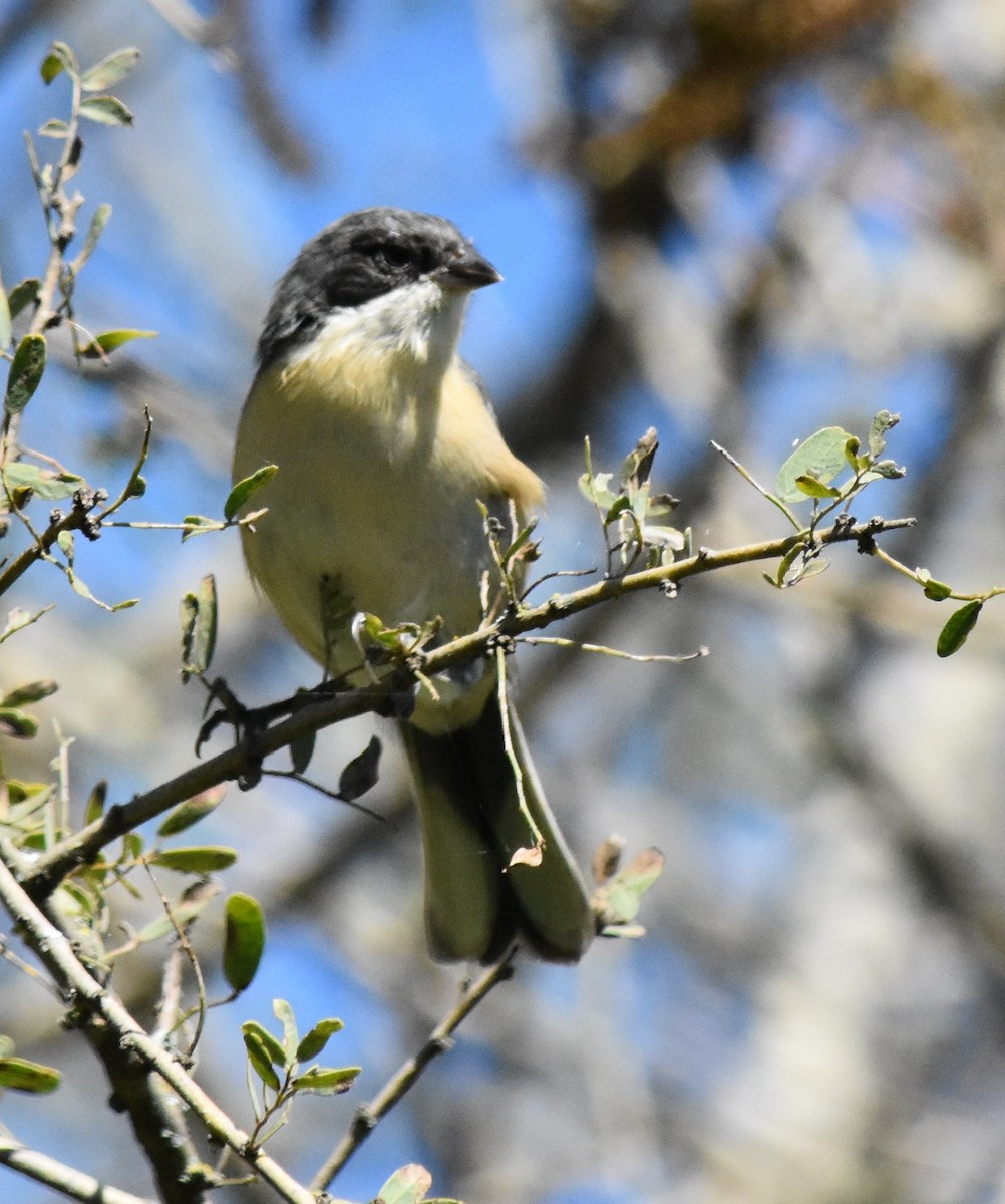 Black-capped Warbling Finch - ML149739731