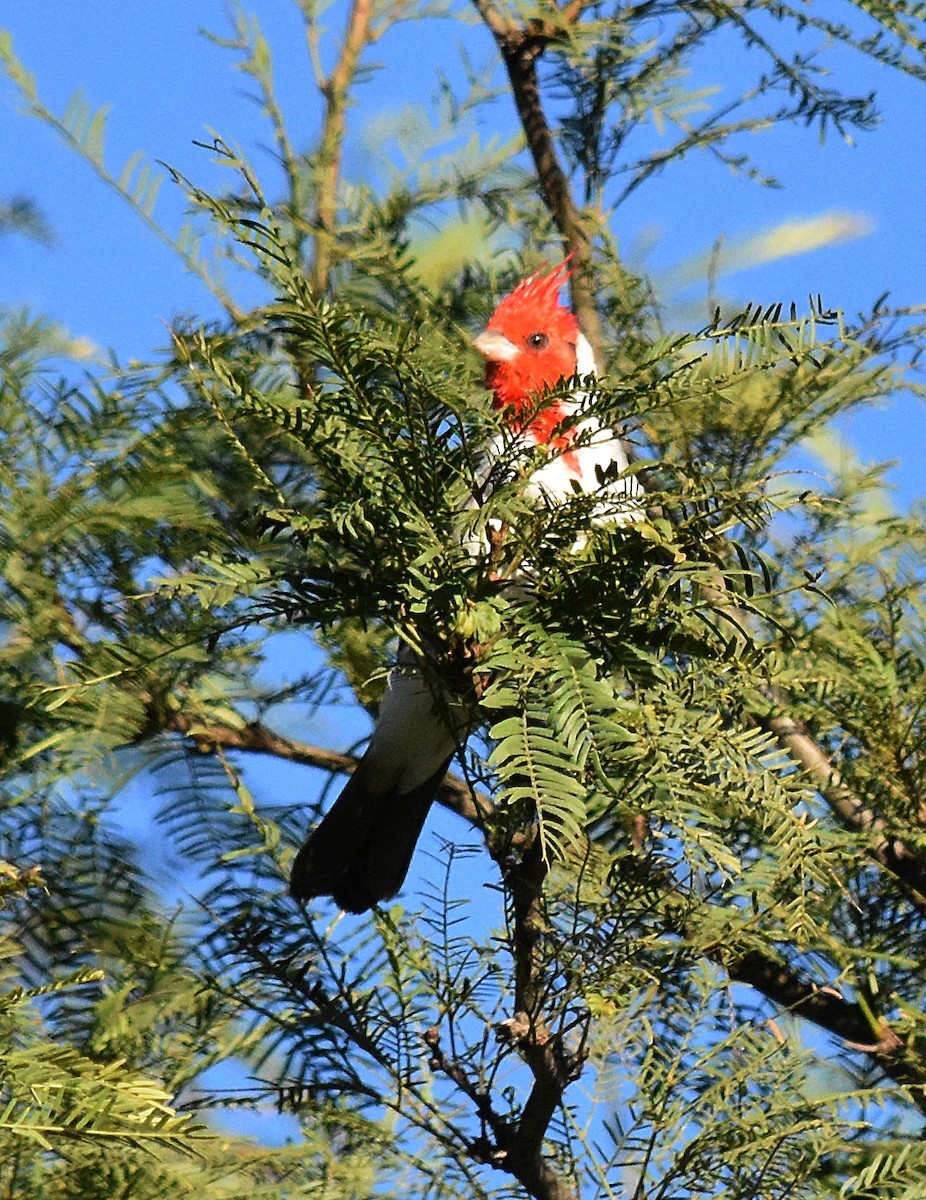 Red-crested Cardinal - ML149739881