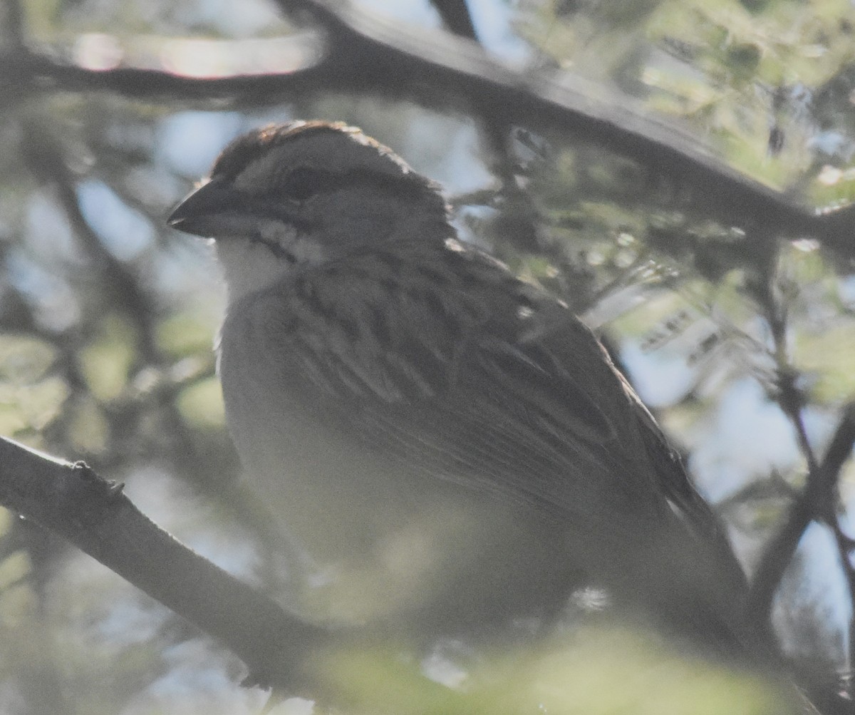Chaco Sparrow - andres ebel