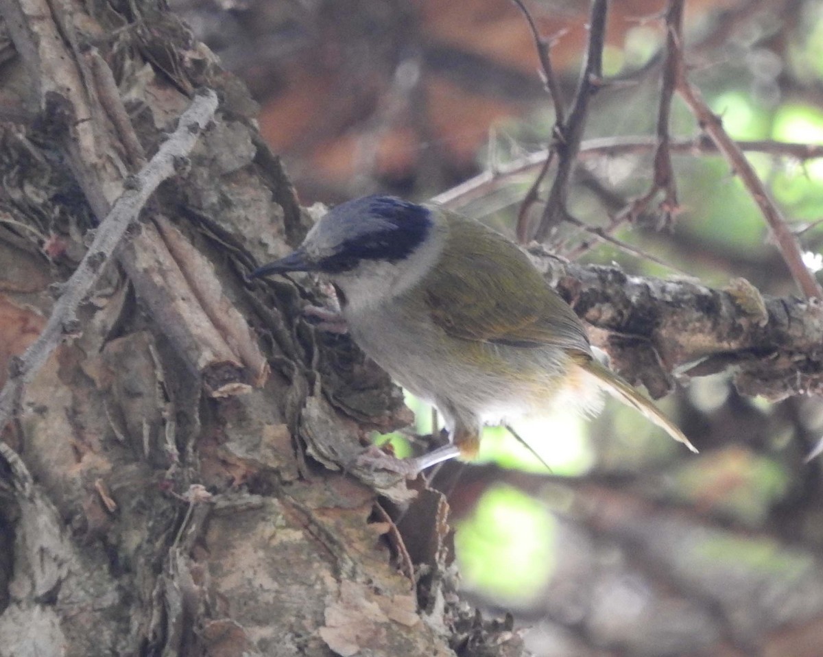 Gray-capped Warbler - ML149741541