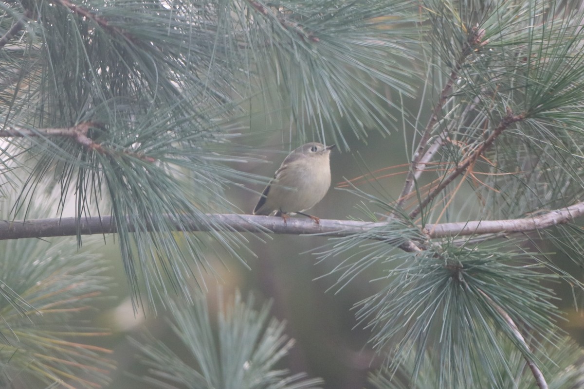 Ruby-crowned Kinglet - Chris Daly