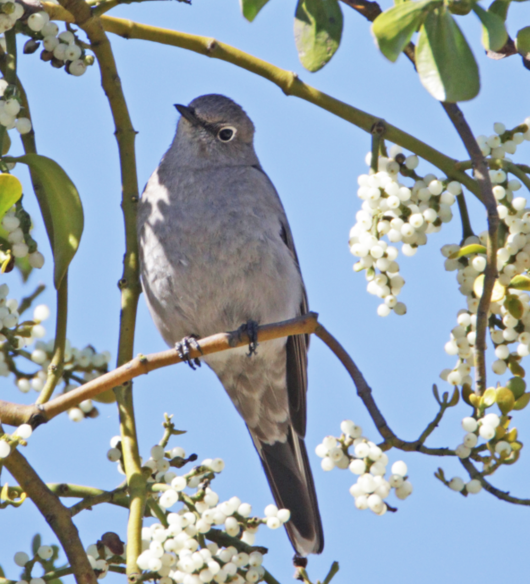 Townsend's Solitaire - Kat Byrd