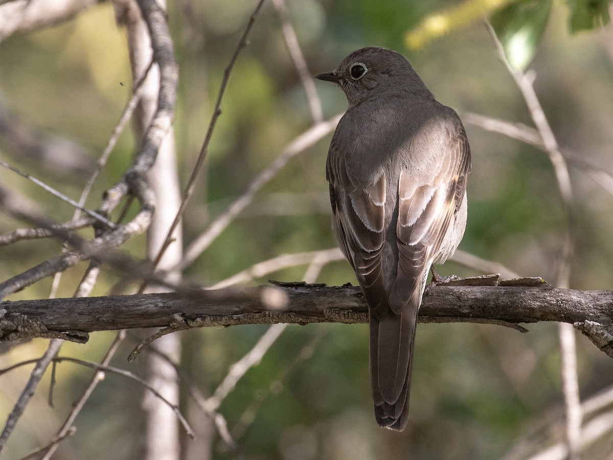 Townsend's Solitaire - Bruce Aird