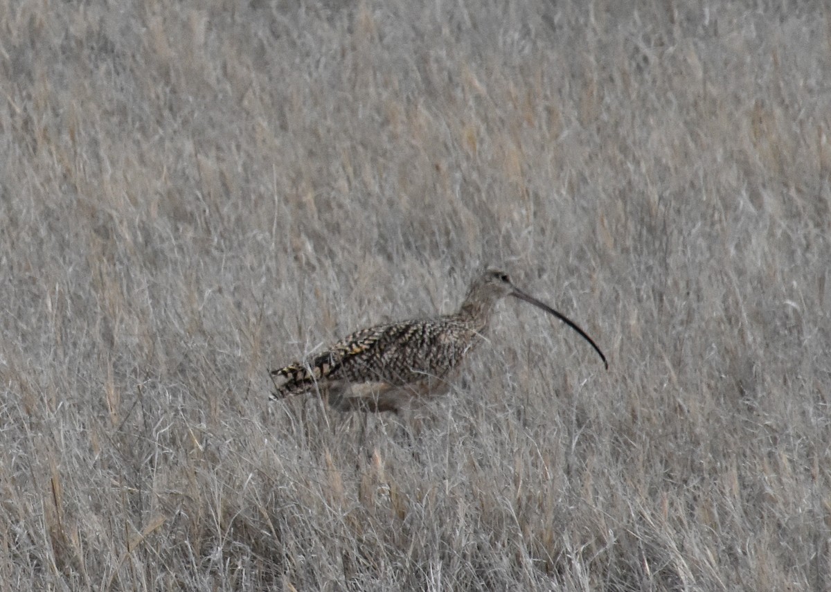 Long-billed Curlew - Curt Fuller