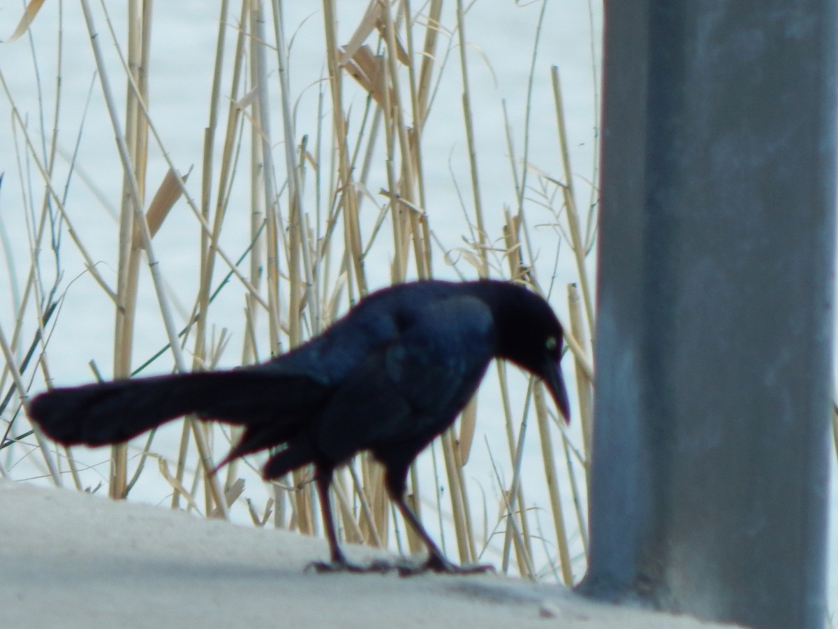 Great-tailed Grackle - ML149747031