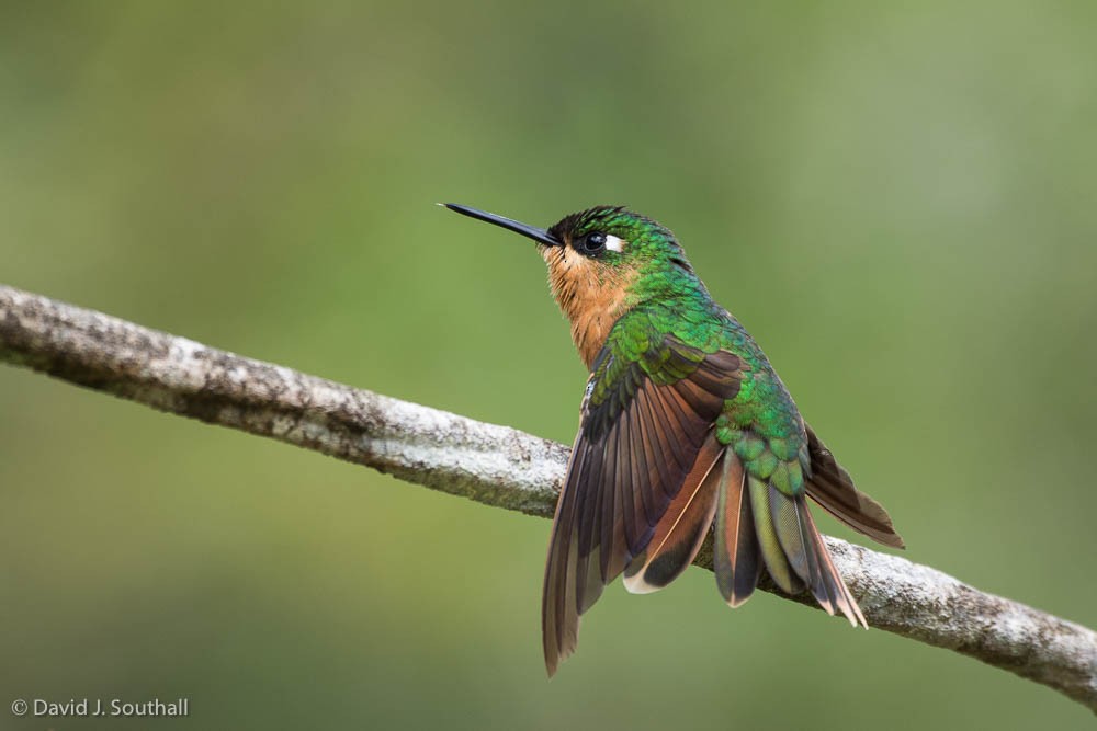 kolibřík brazilský - ML149748581