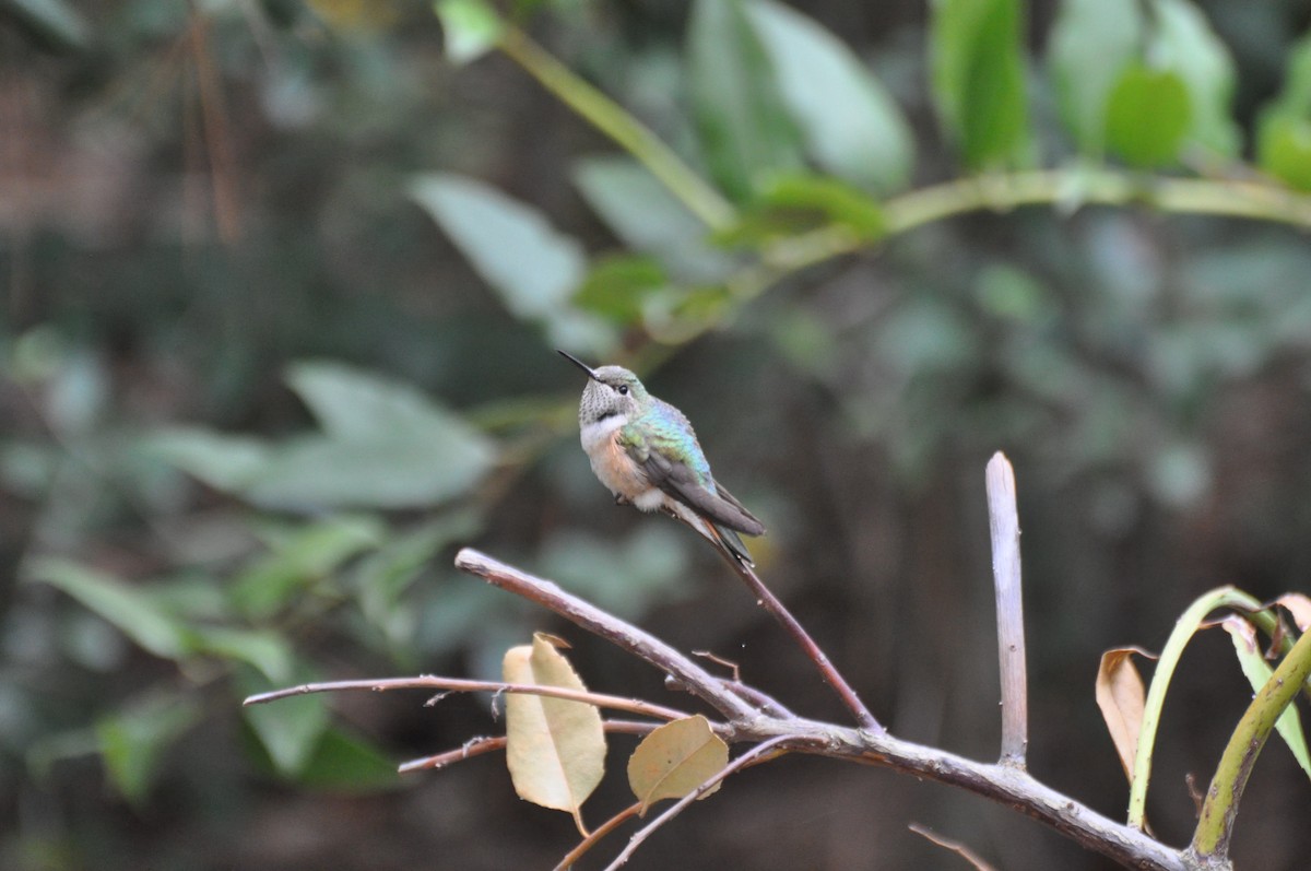 Broad-tailed Hummingbird - Cin-Ty Lee