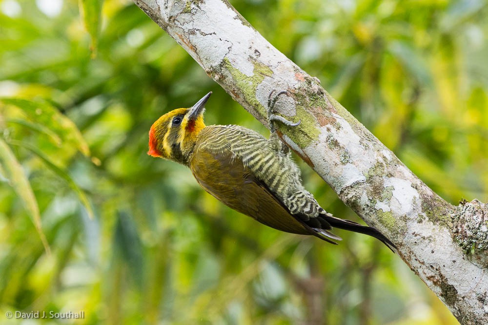 White-browed Woodpecker - David Southall