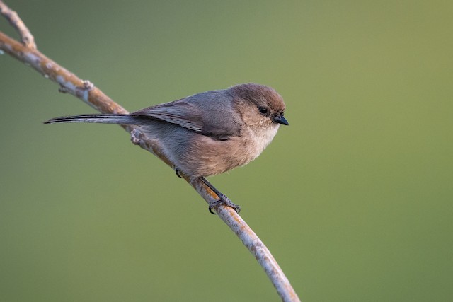 Bushtit