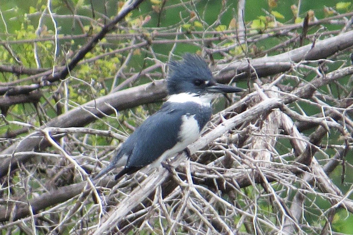 Belted Kingfisher - Liam Wolff