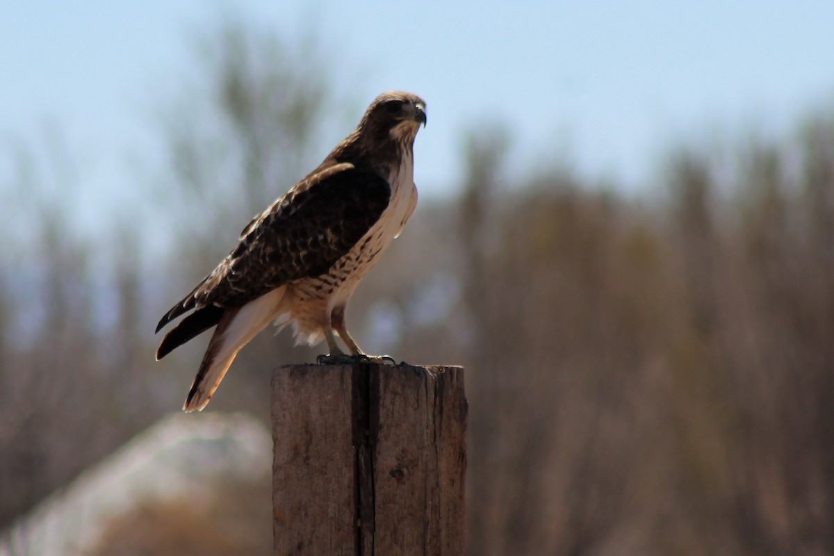 Red-tailed Hawk - ML149754771