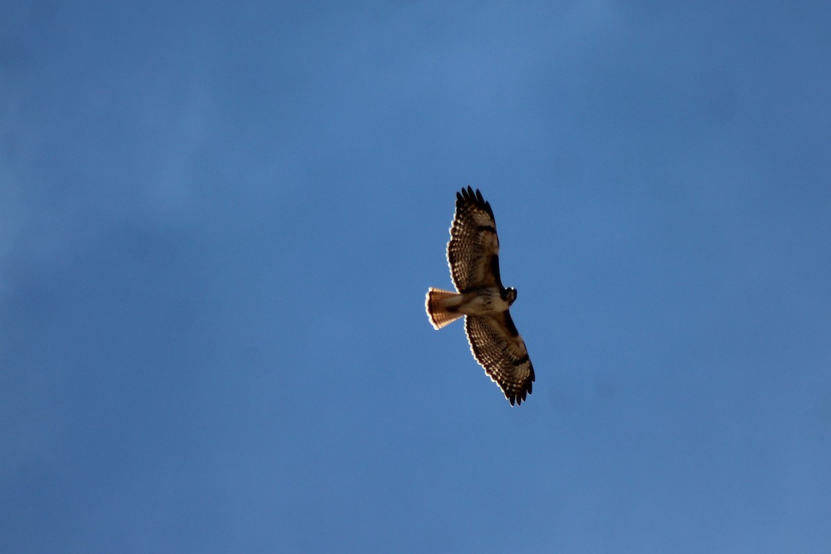 Red-tailed Hawk - ML149755611