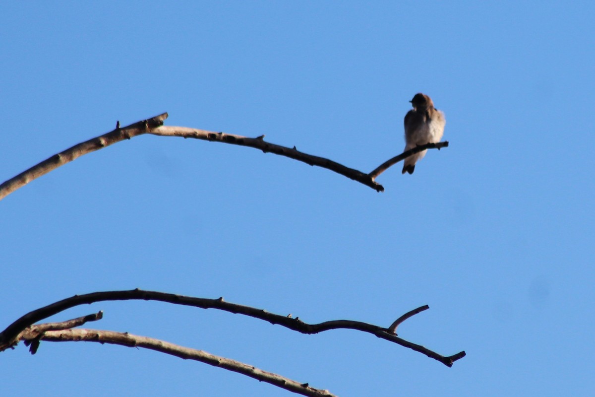 Northern Rough-winged Swallow - ML149756521
