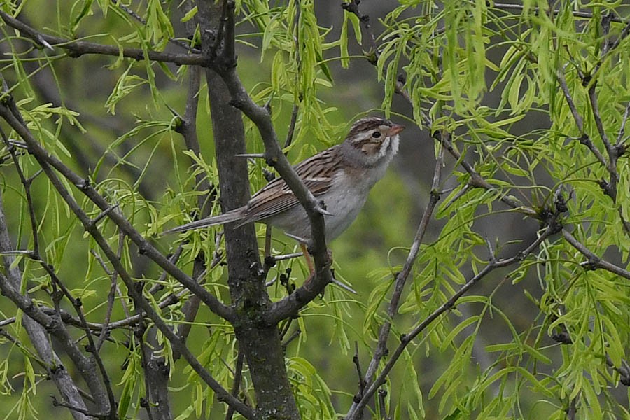 Clay-colored Sparrow - Troy Hibbitts