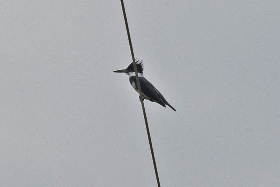 Belted Kingfisher - Troy Hibbitts
