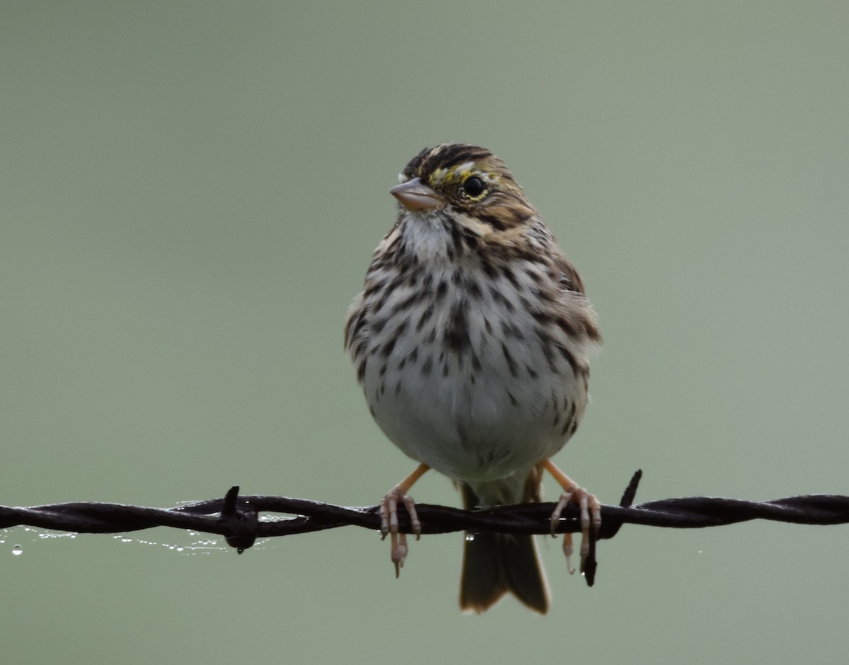 Savannah Sparrow (Savannah) - ML149758081