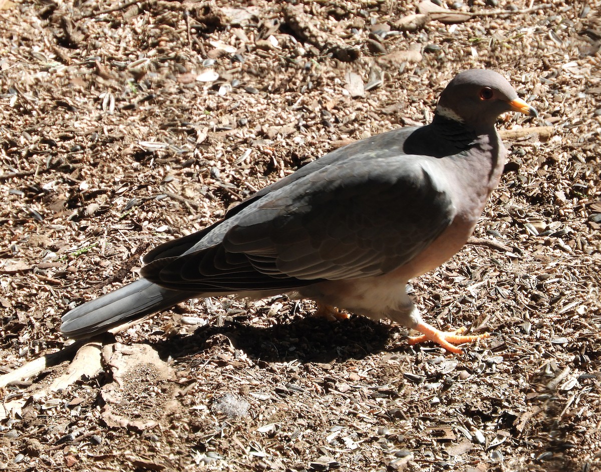 Band-tailed Pigeon - Nina Jones