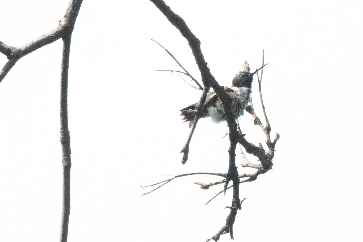 Black-chinned Hummingbird - James McNamara