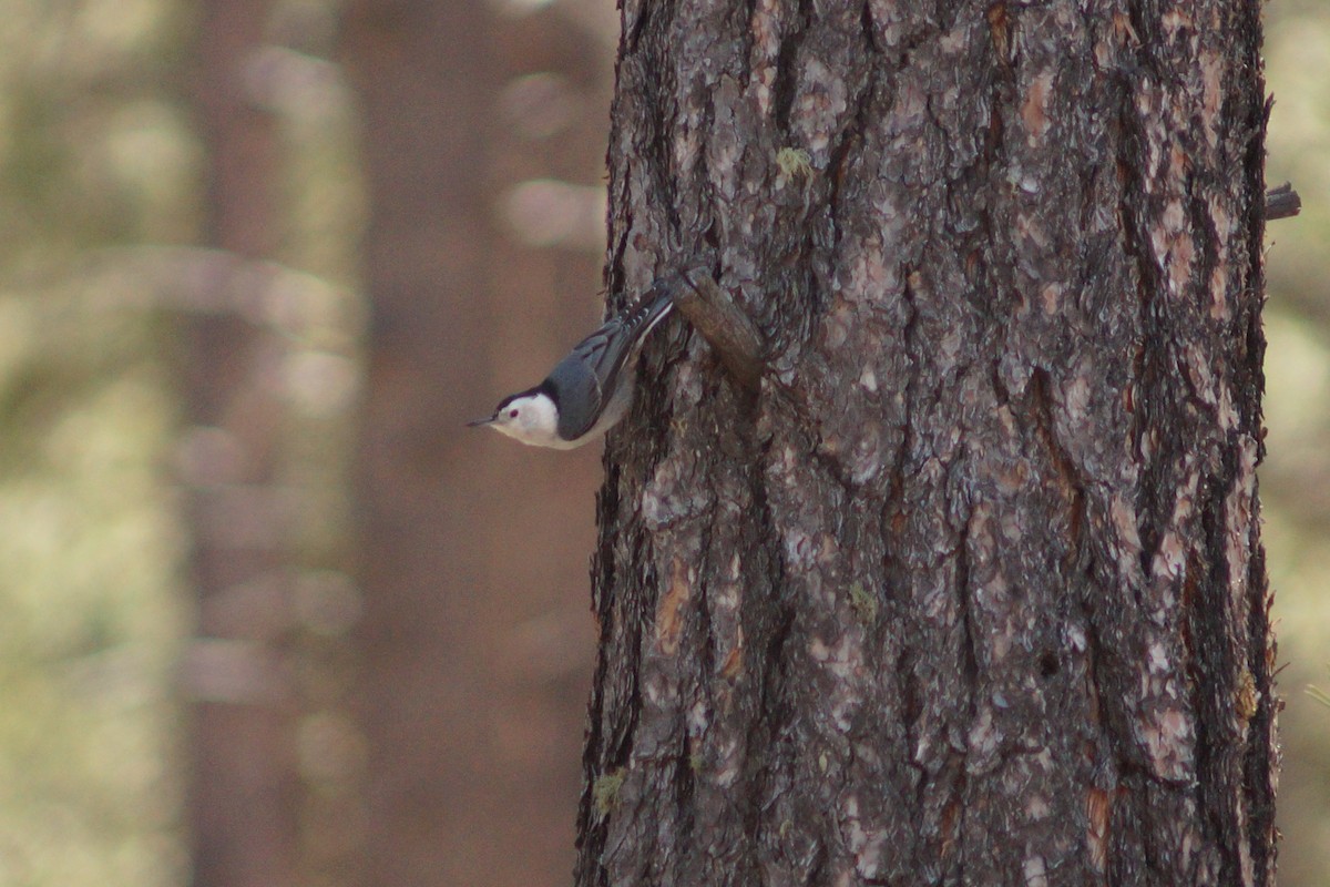 White-breasted Nuthatch - Claire H