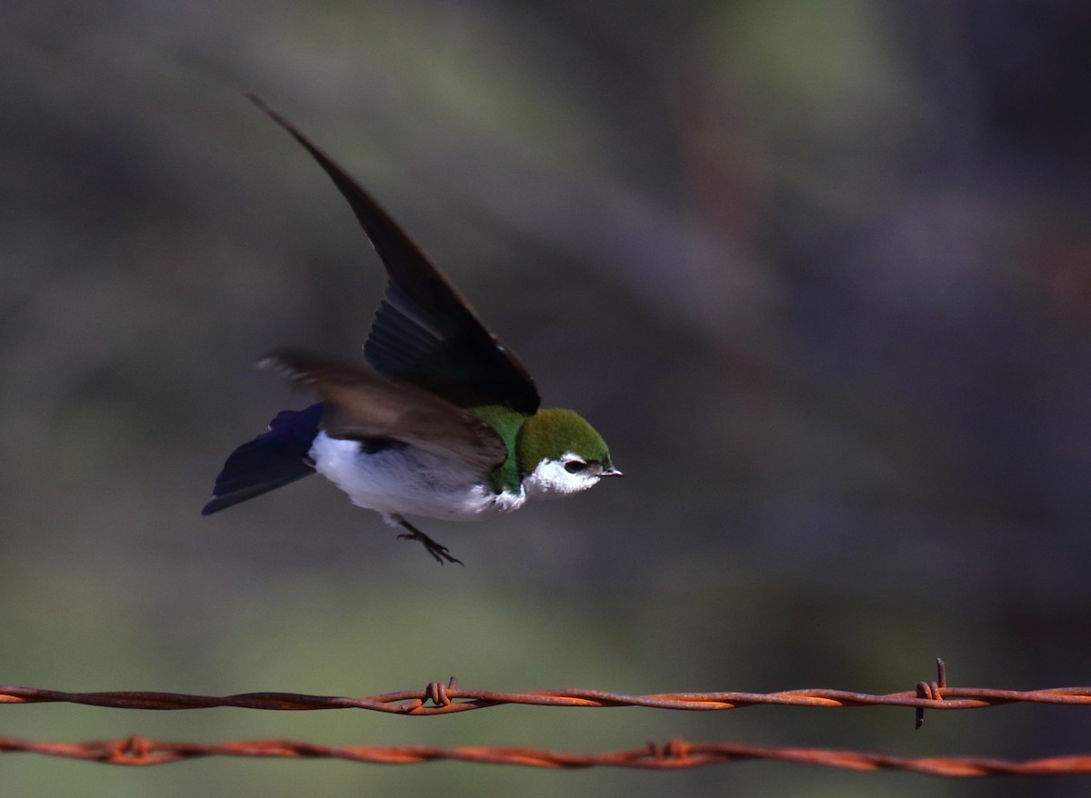Violet-green Swallow - Greg Gillson