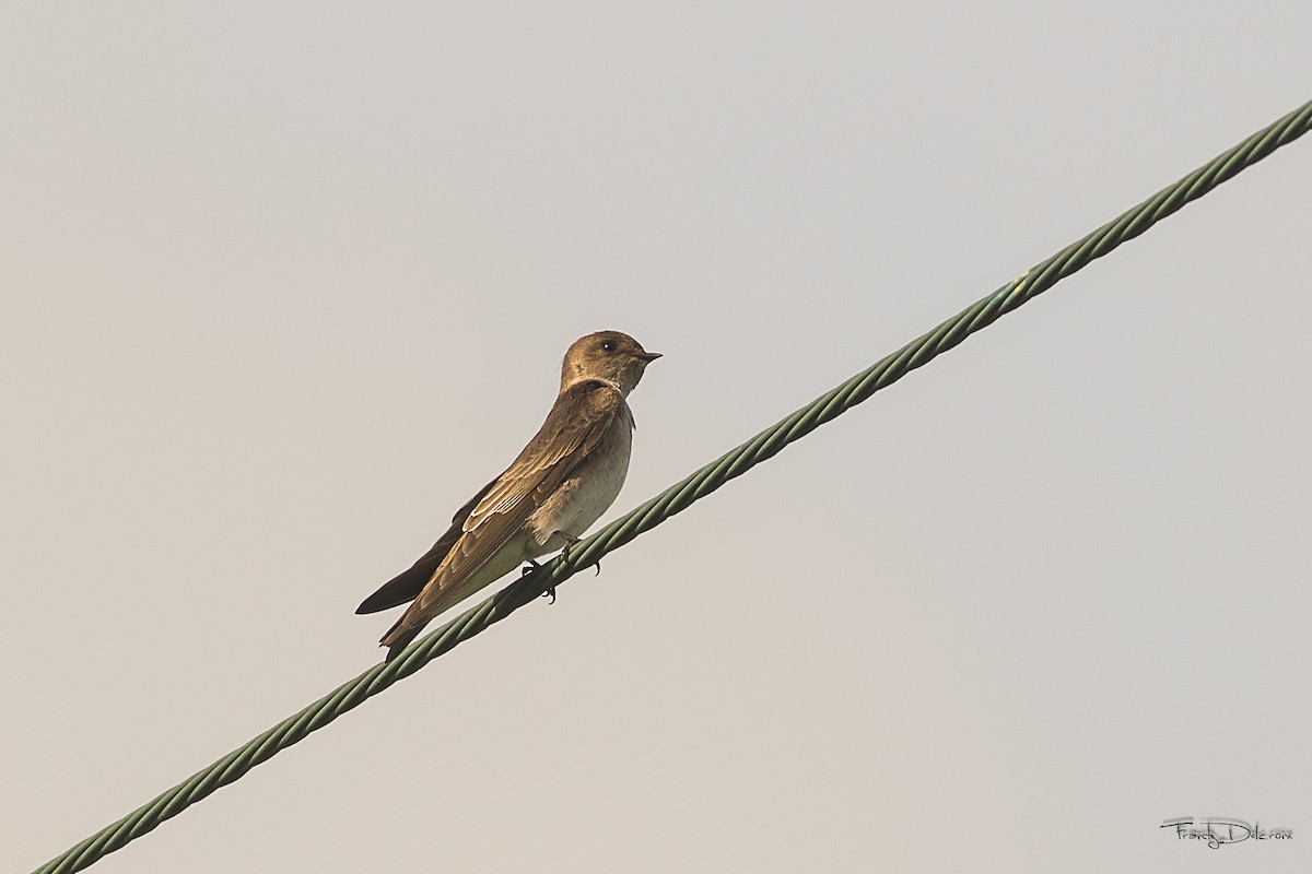 Northern Rough-winged Swallow - Frantz Delcroix (Duzont)